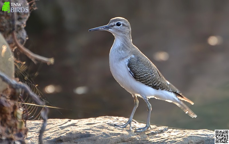 Common Sandpiper